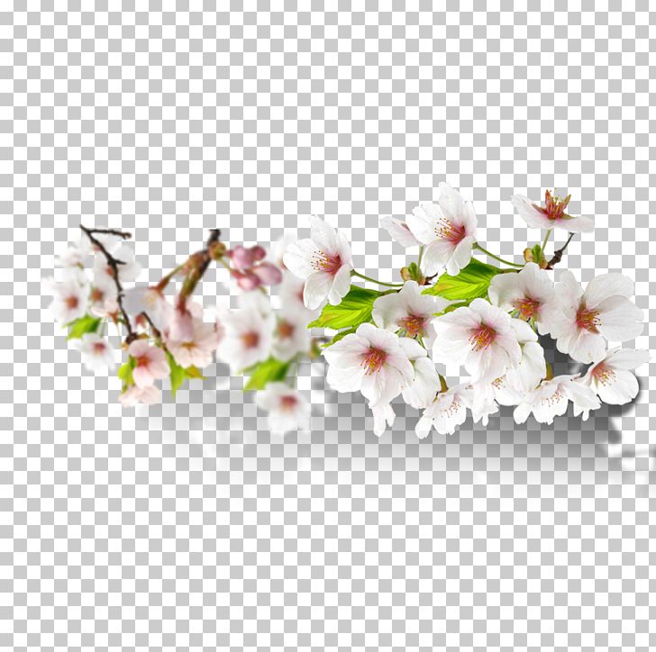 Floral Design PNG, Clipart, Art, Blossom, Branch, Cherry Blossom, Designer Free PNG Download