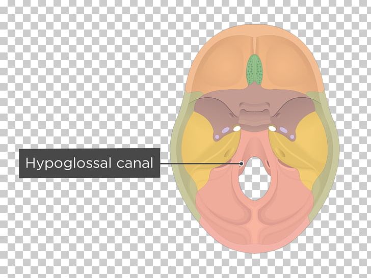 Hypoglossal Canal Occipital Bone Base Of Skull Foramen Magnum Png 8438