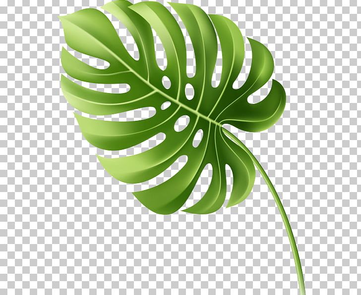 Leaf Tropics PNG, Clipart, Creative Market, Depositphotos, Fotolia, Green, Leaf Free PNG Download