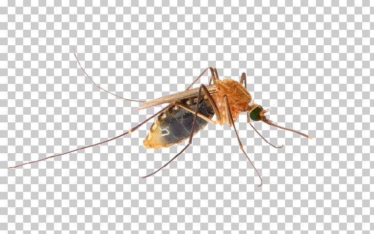 Mosquito Insect Pest Control Disinfectants PNG, Clipart, Animal, Arthropod, Bee, Brown, Bug Zapper Free PNG Download