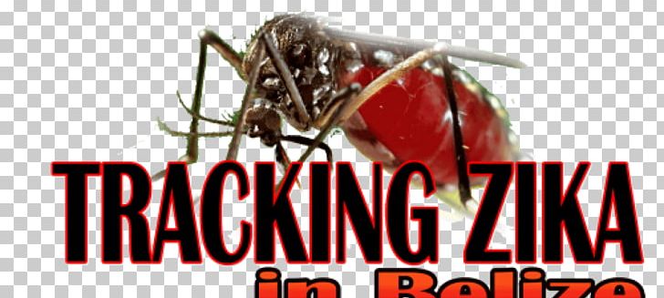 Mosquito Macro Blood Skin Animal Nature Giant 63x47 Print Poster Insect Canvas Print Printing PNG, Clipart, Animal, Blood, Brand, Canvas Print, Dengue Fever Free PNG Download