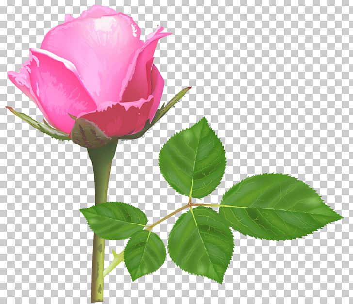 Rose Pink Flowers Pink Flowers Stock Photography PNG, Clipart, Bud, China Rose, Cut Flowers, Desktop Wallpaper, Floribunda Free PNG Download