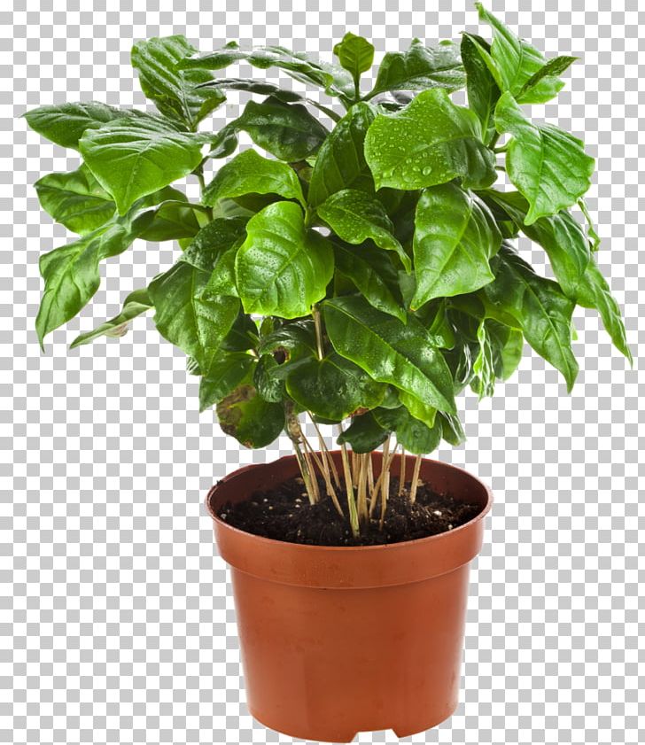 Arabica Coffee Houseplant Tree Flowerpot PNG, Clipart, Arabica Coffee, Basil, Coffee, Coffee Plant, Dracaena Free PNG Download