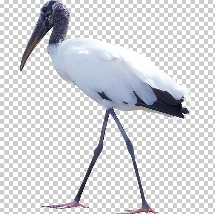 Bird White Stork Feather PNG, Clipart, Animals, Beak, Bird, Birds, Ciconia Free PNG Download