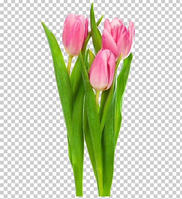 Indira Gandhi Memorial Tulip Garden Flower PNG, Clipart, Bud, Cut Flowers, Desktop Wallpaper, Floristry, Flower Free PNG Download