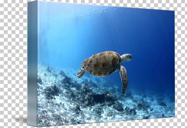 Loggerhead Sea Turtle Underwater PNG, Clipart, Art, Biology, Canvas, Emydidae, Fauna Free PNG Download