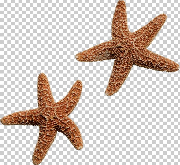 Octopus Squid Starfish Sea PNG, Clipart, Animal, Animals, Blog, Brittle Star, Caridea Free PNG Download