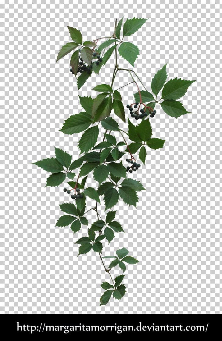 Parthenocissus Tricuspidata Virginia Creeper Plant PNG, Clipart, Branch, Deviantart, Flowering Plant, Food Drinks, House Free PNG Download