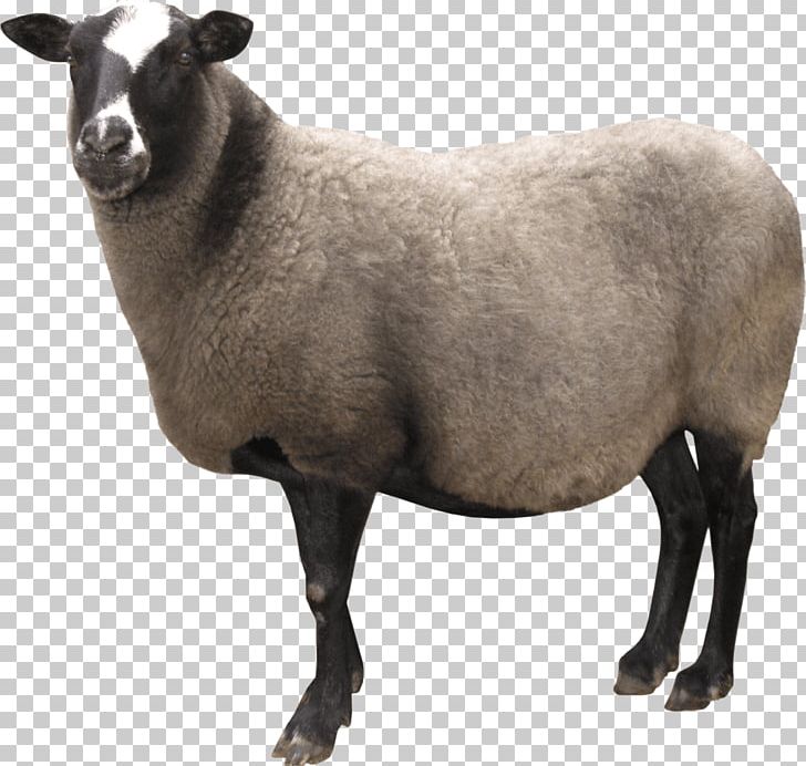 Sheep PNG, Clipart, Animals, Arbol, Caprinae, Catlover, Computer Icons Free PNG Download