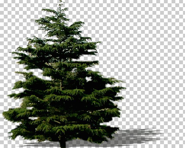 Spruce Fir Pine Christmas Tree Christmas Ornament PNG, Clipart, Autumn Tree, Biome, Christmas, Christmas Decoration, Christmas Ornament Free PNG Download
