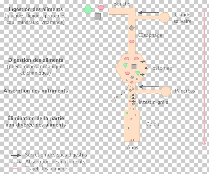 Food Human Digestive System Digestion PNG, Clipart, Chimie, Diagram, Digestion, Food, Human Digestive System Free PNG Download