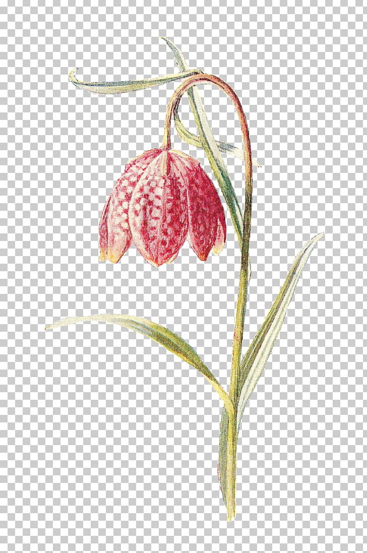 Fritillaries Flowering Plant Flowering Plant Snake PNG, Clipart, Art, Canvas, Digital, Flora, Flower Free PNG Download