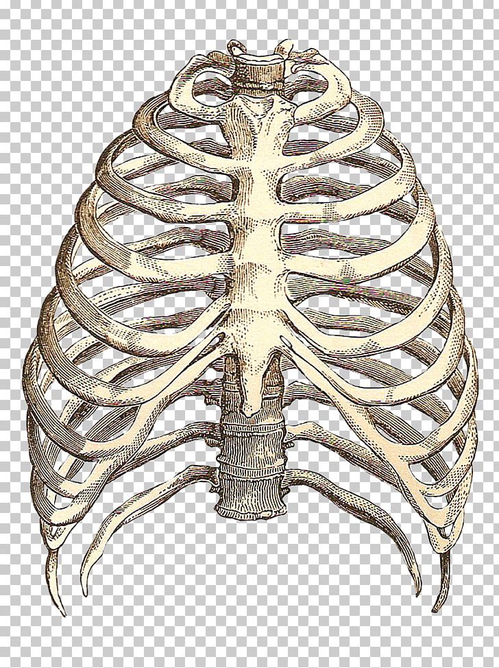 Heart Anatomy T-shirt Human Skeleton Intercostal Space PNG, Clipart, Anatomy, Body Jewelry, Brass, Cage, Drawing Free PNG Download