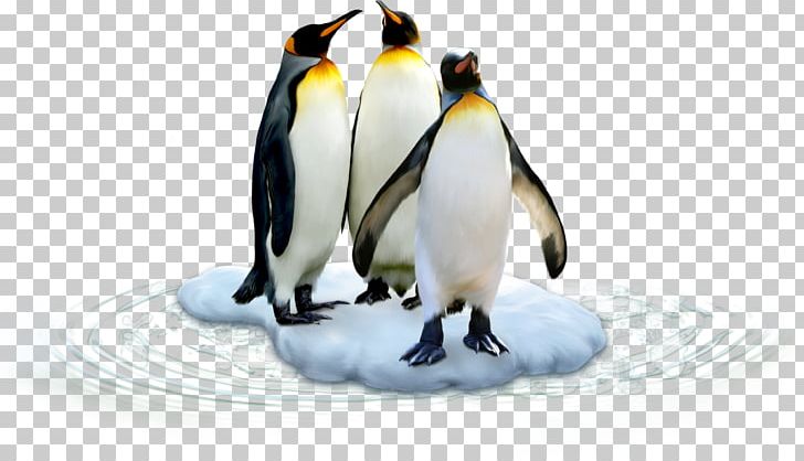 King Penguin Antarctic Bird Polar Regions Of Earth PNG, Clipart, Animals, Antarctic, Antarctica, Beak, Bird Free PNG Download