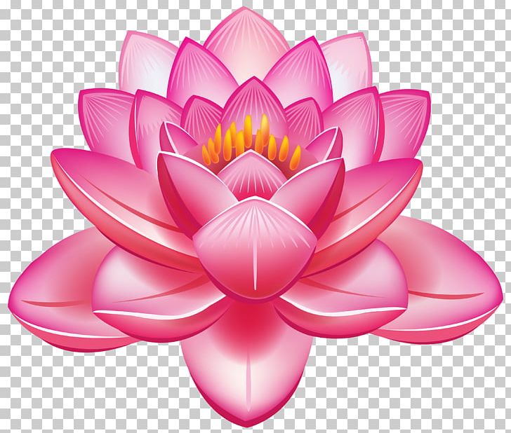 Nelumbo Nucifera Flower Egyptian Lotus PNG, Clipart, Aquatic Plant, Blue Rose, Clip Art, Color, Dahlia Free PNG Download