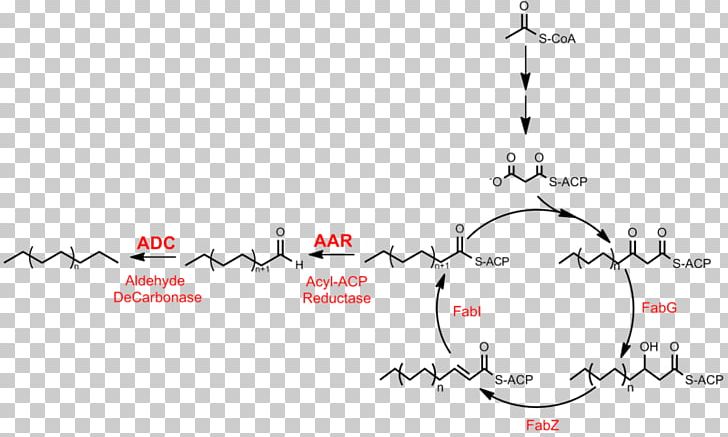 Fatty Acid Synthesis Alkane Biosynthesis Metabolic Pathway PNG, Clipart, Acid, Acyl Carrier Protein, Acyl Group, Alkane, Angle Free PNG Download
