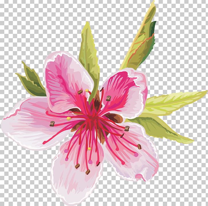 Flower PNG, Clipart, Alstroemeriaceae, Apricot, Blossom, Cherry Blossom, Cut Flowers Free PNG Download