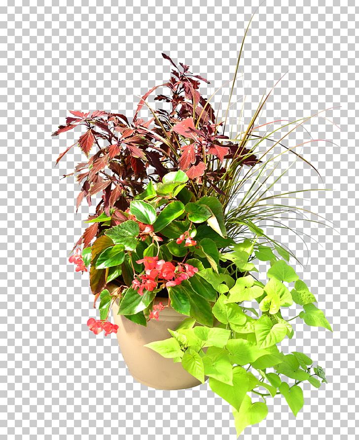 Houseplant Flower Homestead Gardens Floral Design PNG, Clipart, Annual Plant, Cut Flowers, Davidsonville, Floral Design, Floristry Free PNG Download