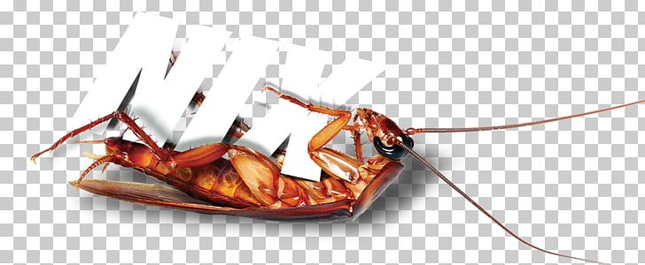 Insect Cockroach Pest Invertebrate Arthropod PNG, Clipart, Animal, Animals, Arthropod, Cockroach, Insect Free PNG Download