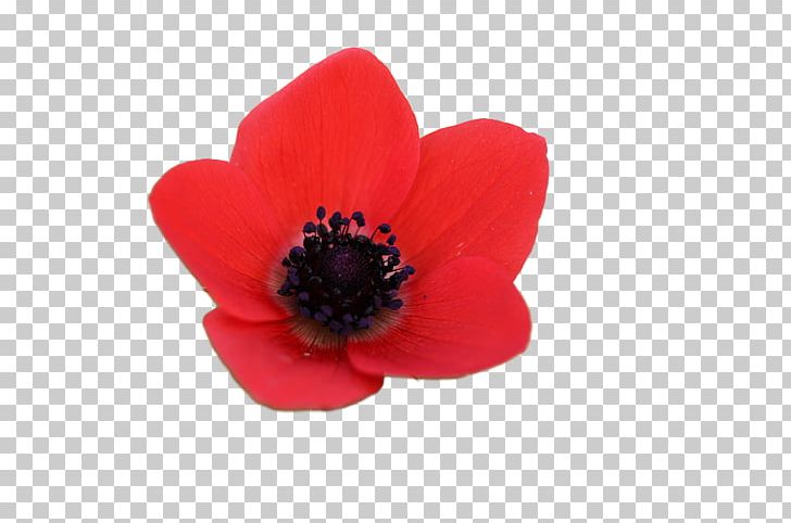 Opium Poppy Artificial Flower Dahlia PNG, Clipart, Anemone, Artificial Flower, Barberton Daisy, Blog, Common Sunflower Free PNG Download