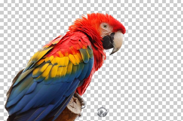 Parrot Bird Blue-and-yellow Macaw Budgerigar PNG, Clipart, Animals, Beak, Bird, Blueandyellow Macaw, Budgerigar Free PNG Download