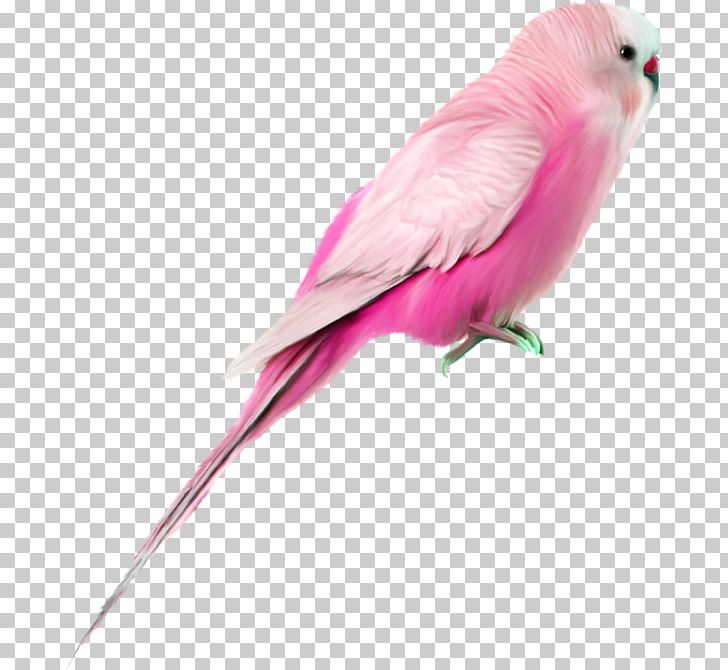 Parrot Bird PNG, Clipart, Animals, Beak, Bird, Clip Art, Common Pet Parakeet Free PNG Download