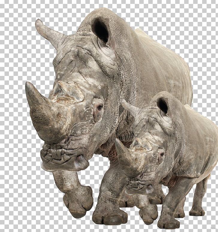 White Rhinoceros Poster Easel Cardboard PNG, Clipart, Animal, Animals, Art, Atmosphere, Cardboard Free PNG Download