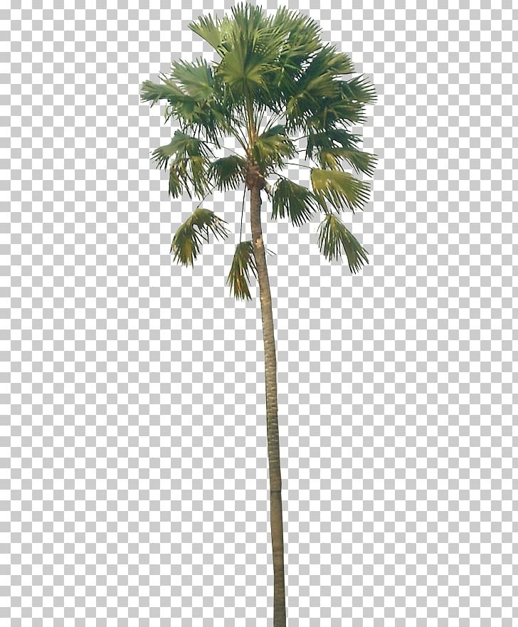 Asian Palmyra Palm Babassu Palm Trees Coconut PNG, Clipart, Arecales, Areca Nut, Asian Palmyra Palm, Attalea, Attalea Speciosa Free PNG Download