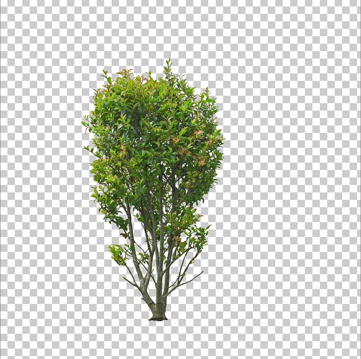 Sweet Osmanthus Tree Bonsai Shrub Garden PNG, Clipart, Branch, Christmas Tree, Coconut Tree, Decorative, Decorative Flower Free PNG Download