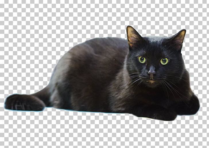 European Shorthair Domestic Short-haired Cat Lenawee Humane Society Whiskers Dog PNG, Clipart, Animal, Animal Shelter, Asian, Black, Black Cat Free PNG Download