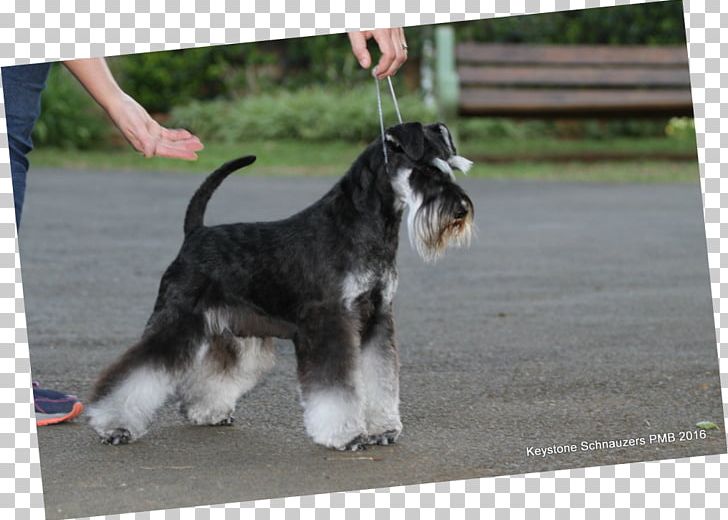 Miniature Schnauzer Standard Schnauzer Dog Breed Puppy PNG, Clipart, Animals, Breed, Breed Group Dog, Carnivoran, Coat Free PNG Download