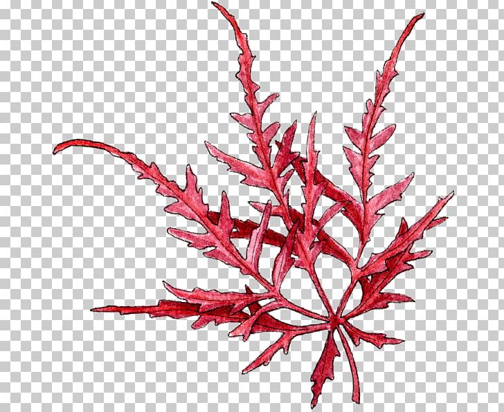 Twig Plant Stem Leaf Flower PNG, Clipart, Branch, Flower, Leaf, Plant, Plant Stem Free PNG Download