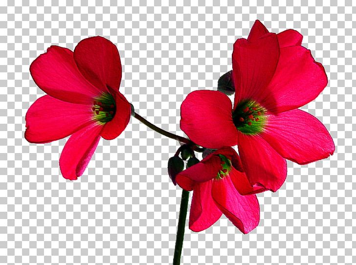 Flower Desktop PNG, Clipart, Anemone, Annual Plant, Birthday, Blossom, Color Free PNG Download