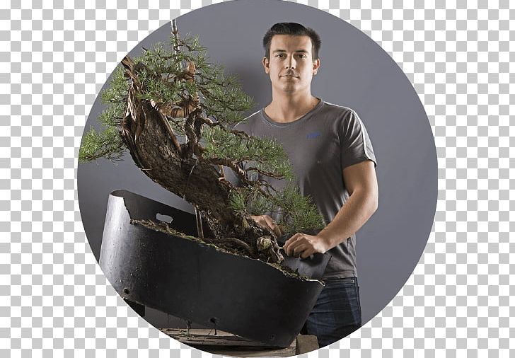 Tree PNG, Clipart, Mistral Bonsai, Nature, Plant, Tree Free PNG Download