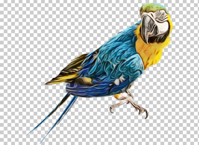Budgerigar True Parrot Birds Scarlet Macaw Macaw PNG, Clipart, Beak, Birds, Budgerigar, Cockatiel, Cockatoos Free PNG Download
