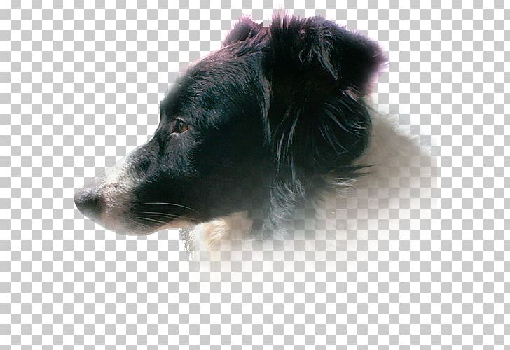 Dog Breed Shetland Sheepdog Border Collie Rough Collie Puppy PNG, Clipart, Border Collie, Bordercollie, Breed, Companion Dog, Dog Free PNG Download