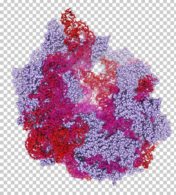 Biochemistry Enzyme Protein Ribosome Molecular Biology PNG, Clipart, Active Site, Biochemistry, Biology, Business, Cofactor Free PNG Download