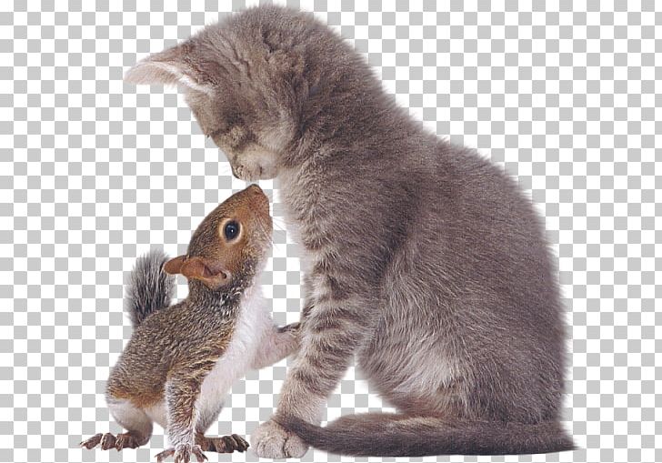 Eastern Gray Squirrel Tabby Cat Kitten PNG, Clipart, Animal, Animals, Carnivoran, Cat, Cat Like Mammal Free PNG Download