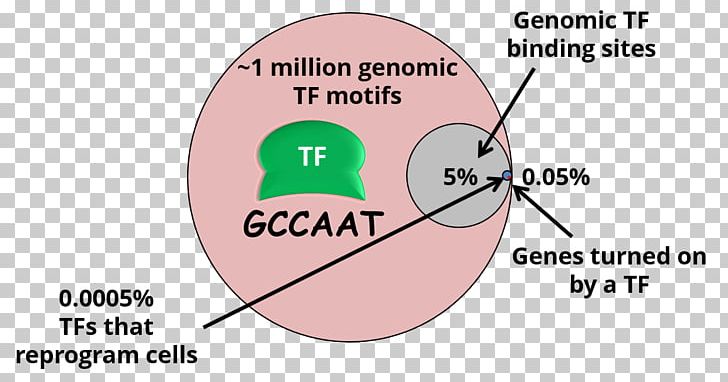 Human Genome Human Behavior Organism Research PNG, Clipart, Angle, Area, Astronomy, Behavior, Circle Free PNG Download