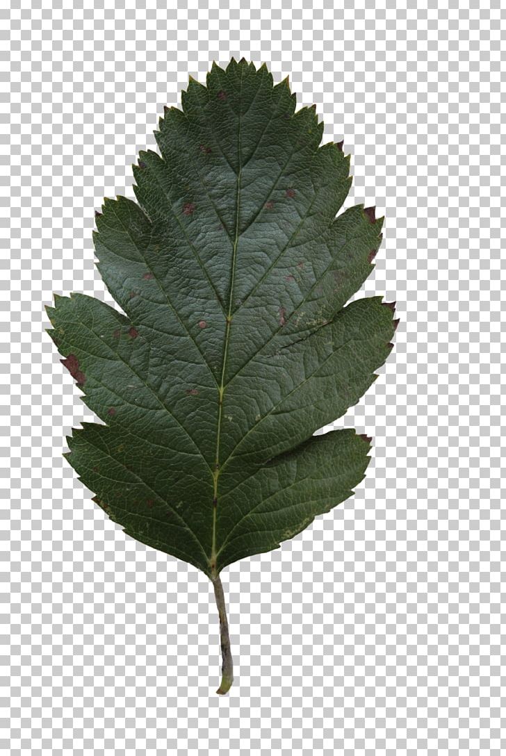 Leaf Tree Oak Alnus Glutinosa PNG, Clipart, Acorn, Alder, Alnus Glutinosa, Ash, Birch Free PNG Download