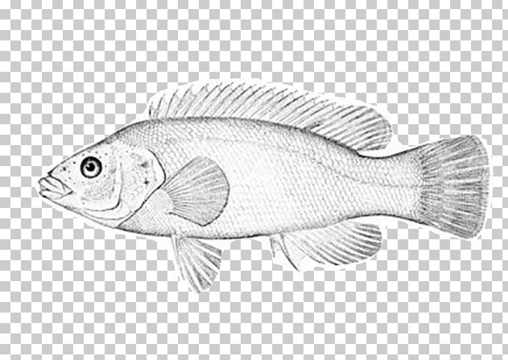 Northern Red Snapper Barramundi Fish Bergall /m/02csf PNG, Clipart, Barramundi, Battery Park City, Battery Park City Parks, Bergall, Drawing Free PNG Download