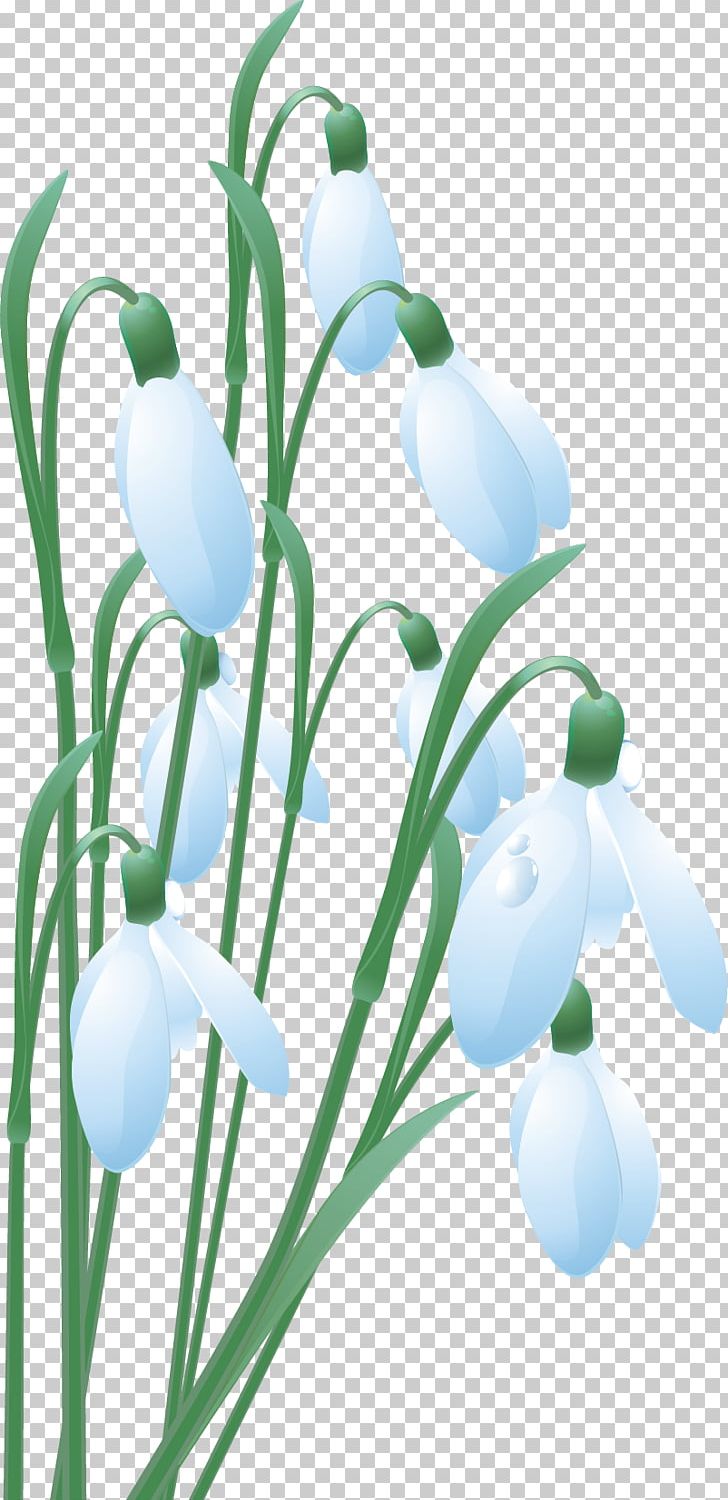 Snowdrop Mărțișor March 1 PNG, Clipart, Blue, Branch, Cut Flowers, Floral Design, Flower Free PNG Download