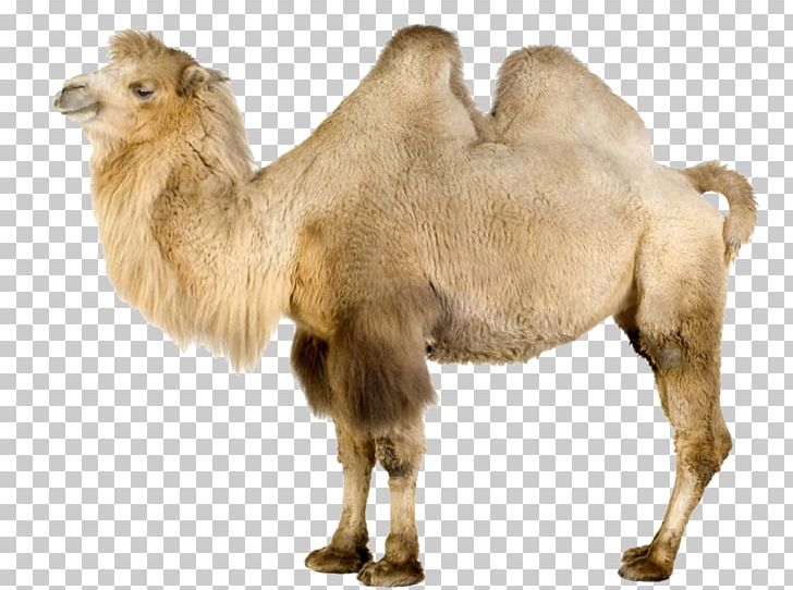 Wild Bactrian Camel Dromedary Llama PNG, Clipart, Animal, Animals, Arabian Camel, Bactrian Camel, Brown Free PNG Download