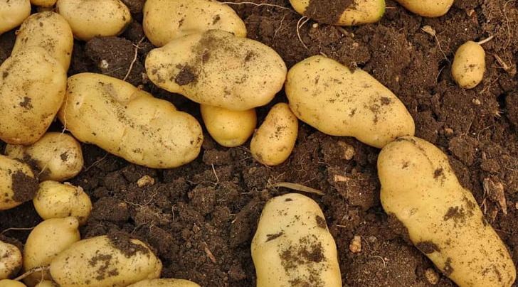 Xiuwen County Vitelotte Potato Salad Potatoes O'Brien Tuber PNG, Clipart, Fingerling Potato, Food, Potato, Potato Chip, Potatoes Obrien Free PNG Download