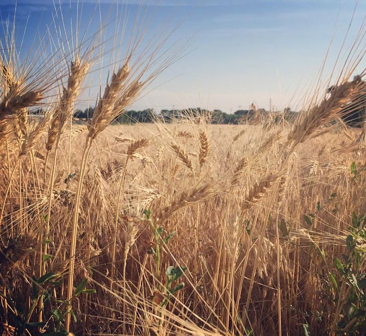 Barley Emmer Triticale Spelt Durum PNG, Clipart, Agriculture, Barley, Barleys, Bran, Cereal Free PNG Download