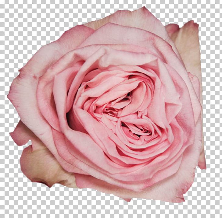 Garden Roses Cabbage Rose Floribunda Petal PNG, Clipart, Amarillo, Anthurium, Carpe Diem, Closeup, Cut Flowers Free PNG Download