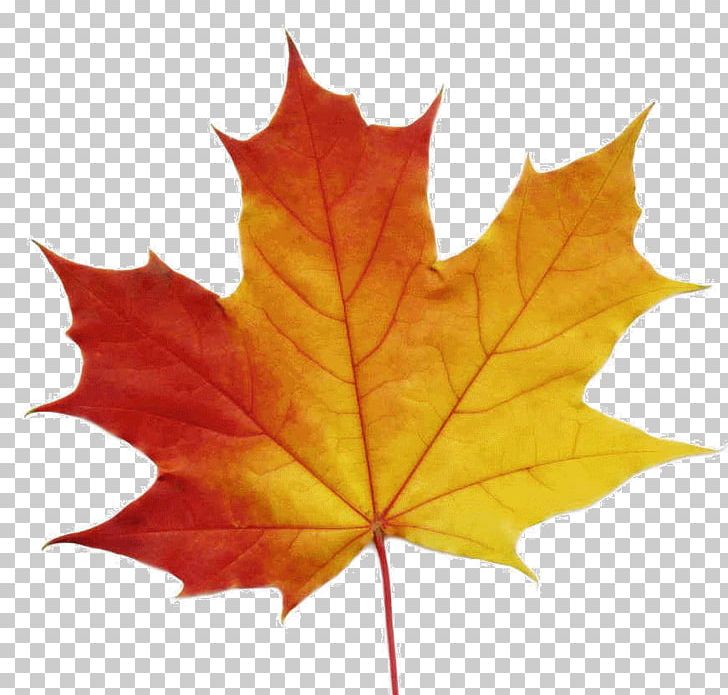 Sugar Maple Maple Leaf Stock Photography PNG, Clipart, Autumn Leaf Color, Clip Art, Fotosearch, Leaf, Maple Free PNG Download