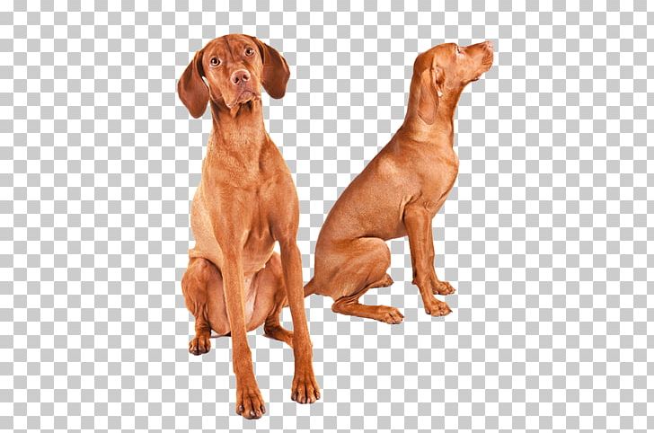 Wirehaired Vizsla Dog Breed Redbone Coonhound Great Dane PNG, Clipart, Aging In Dogs, American Kennel Club, Breed, Brittany Dog, Carnivoran Free PNG Download