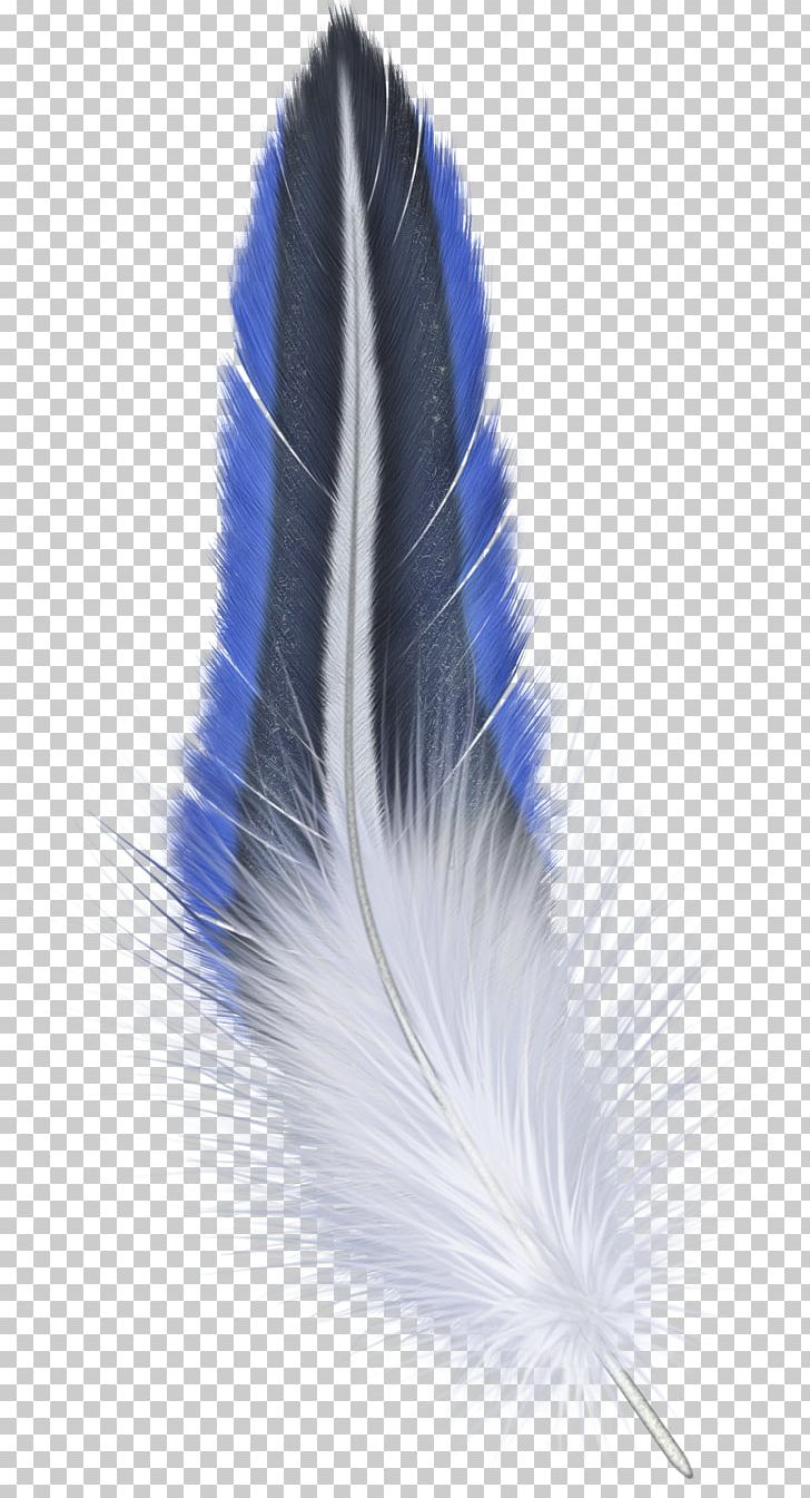 Bird Feather PNG, Clipart, Animals, Bird, Desktop Wallpaper, Eagle Feather Law, Feather Free PNG Download