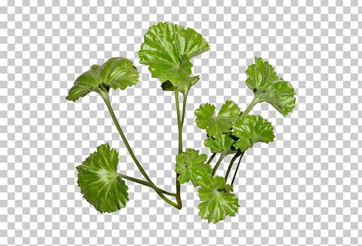Parsley Leaf PNG, Clipart, Data Compression, Flowerpot, Herb, Herbaceous Plant, Leaf Free PNG Download